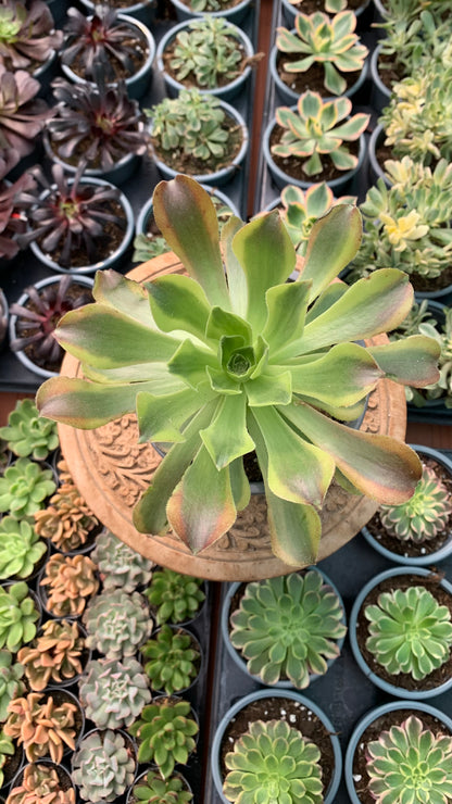 Aeonium green lemon