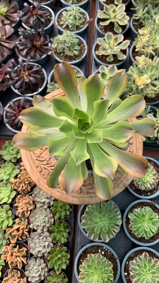 Aeonium green lemon