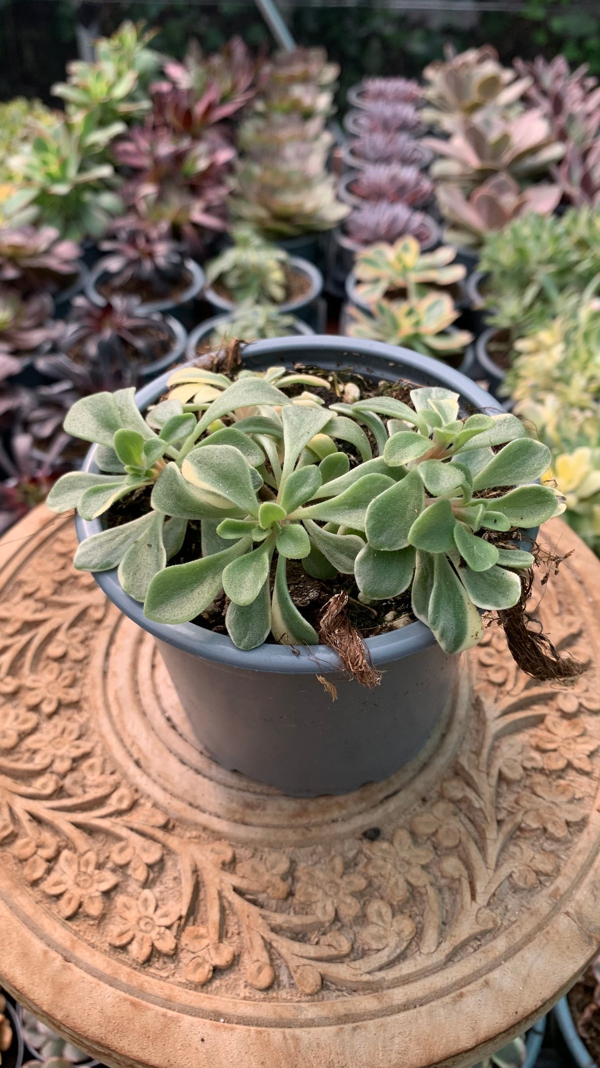 Aeonium Domesticum Variegata