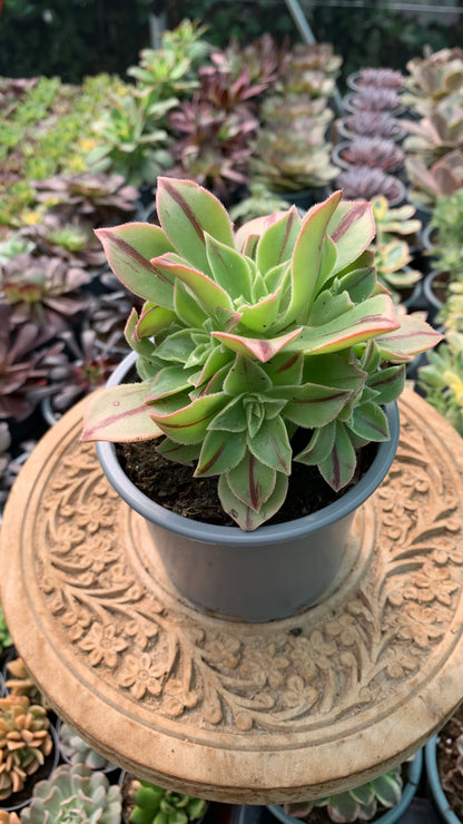Aeonium Leucoblepharum