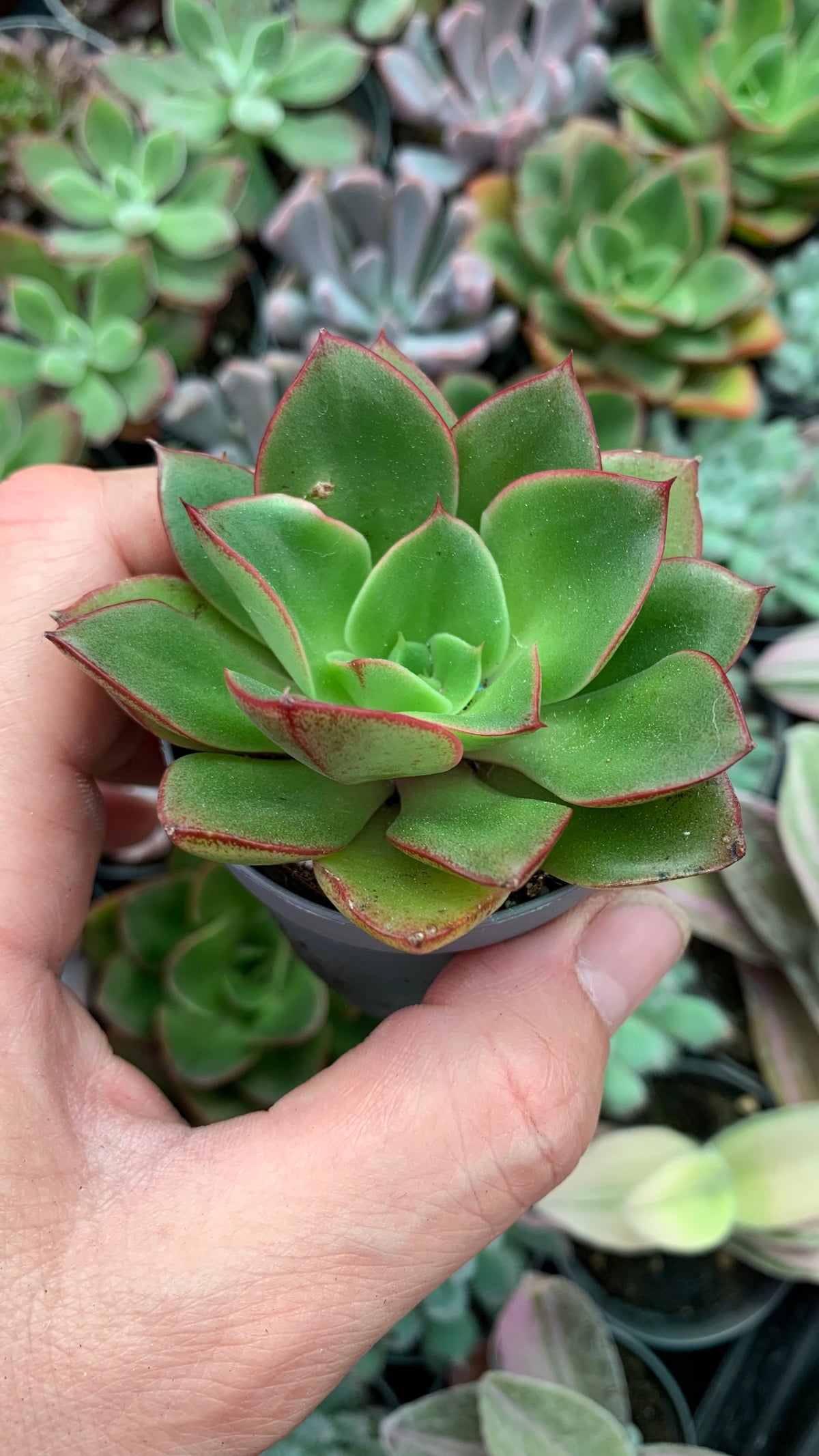 Echeveria Seitan botan
