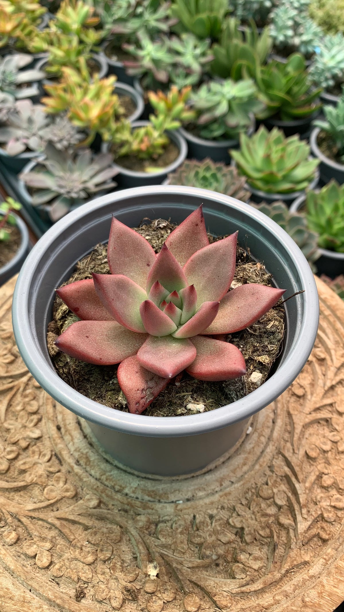 Echeveria agavoides Red Beauty