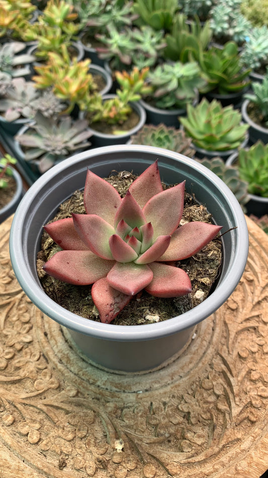 Echeveria agavoides Red Beauty