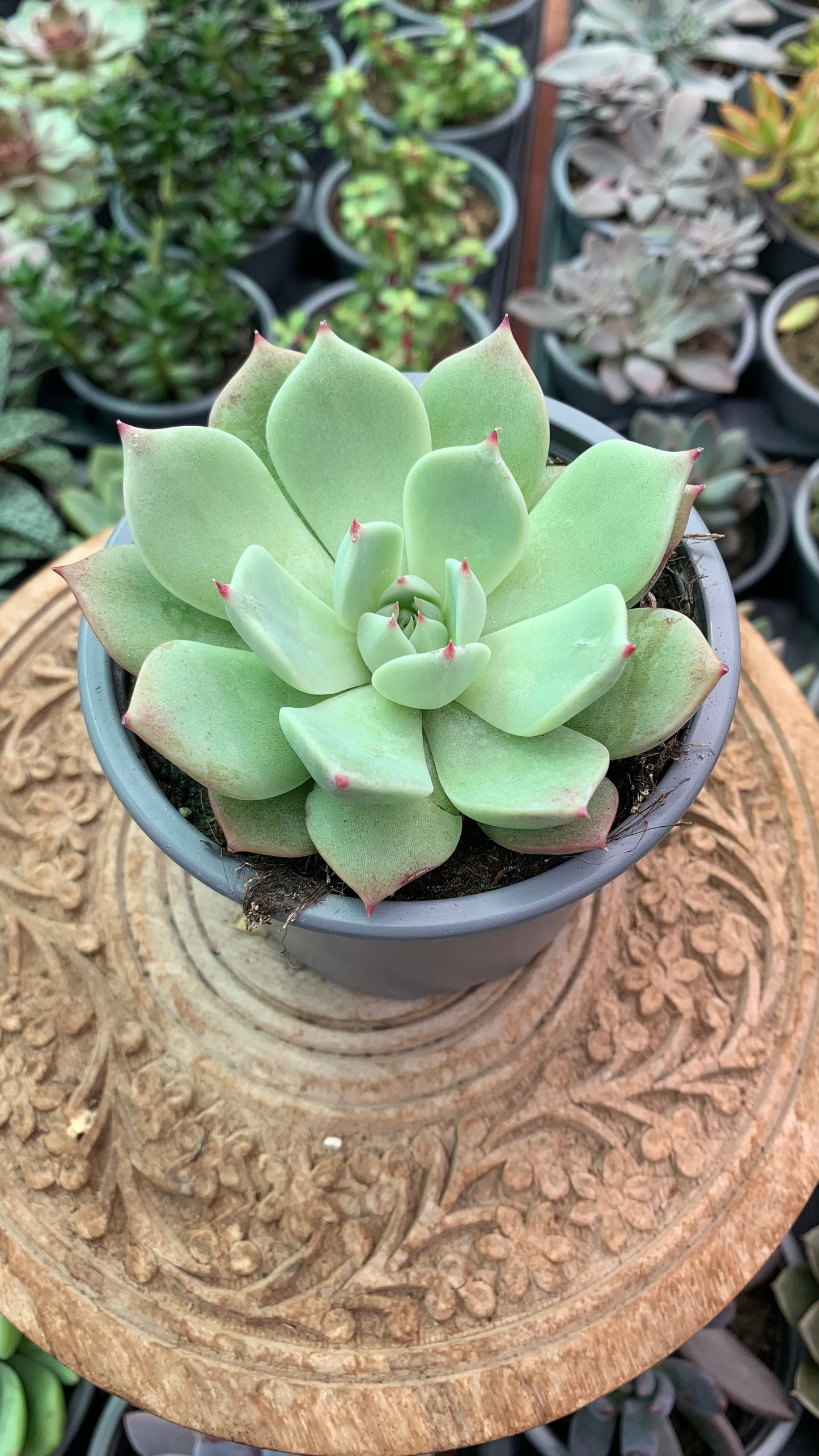 Echeveria chihuahuensis yecora
