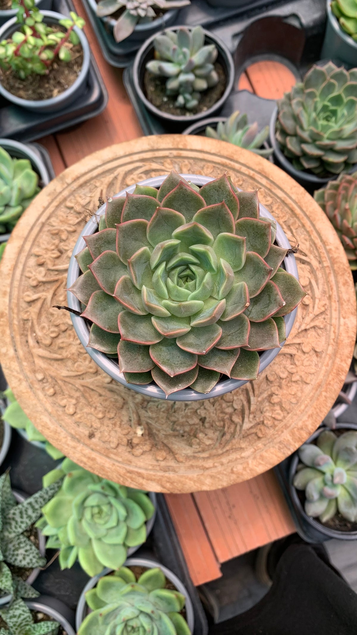 Echeveria 'Romance'