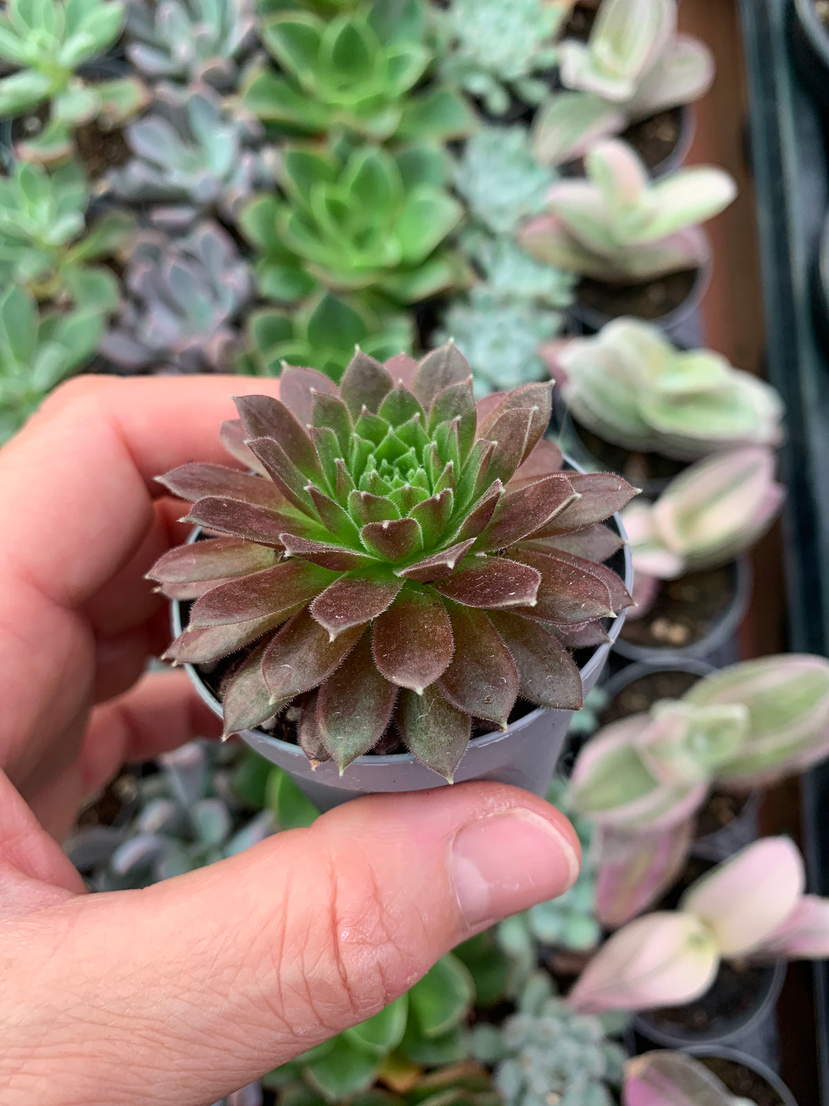 Sempervivum 'Janne d'Arc'