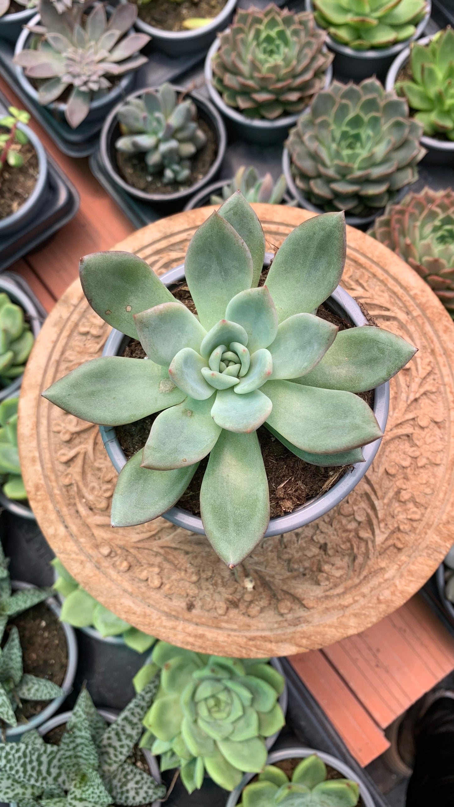 Echeveria ‘Pink Champangne’