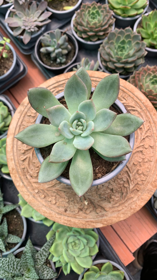 Echeveria ‘Pink Champangne’