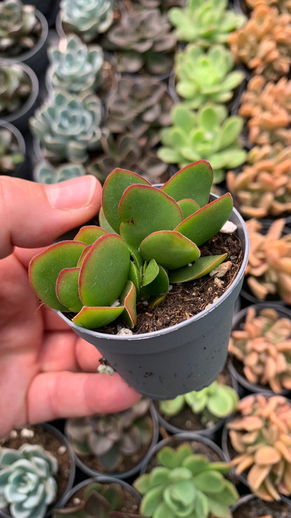 Crassula perfoliata 'Borracha'
