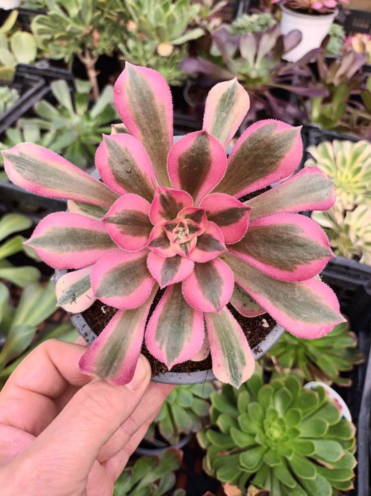 Aeonium Pink Witch con hijos