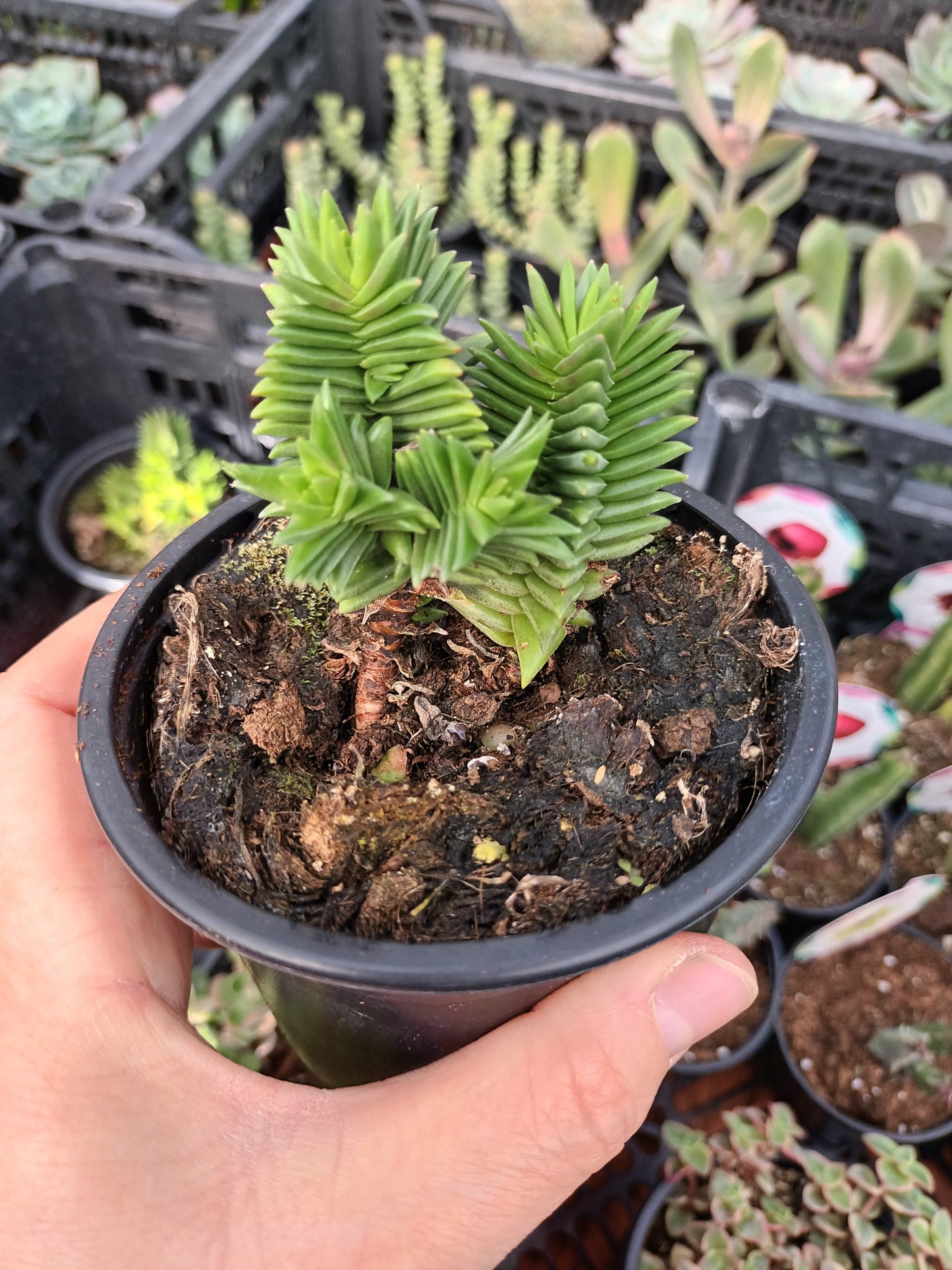 Crassula pyramidalis x congesta