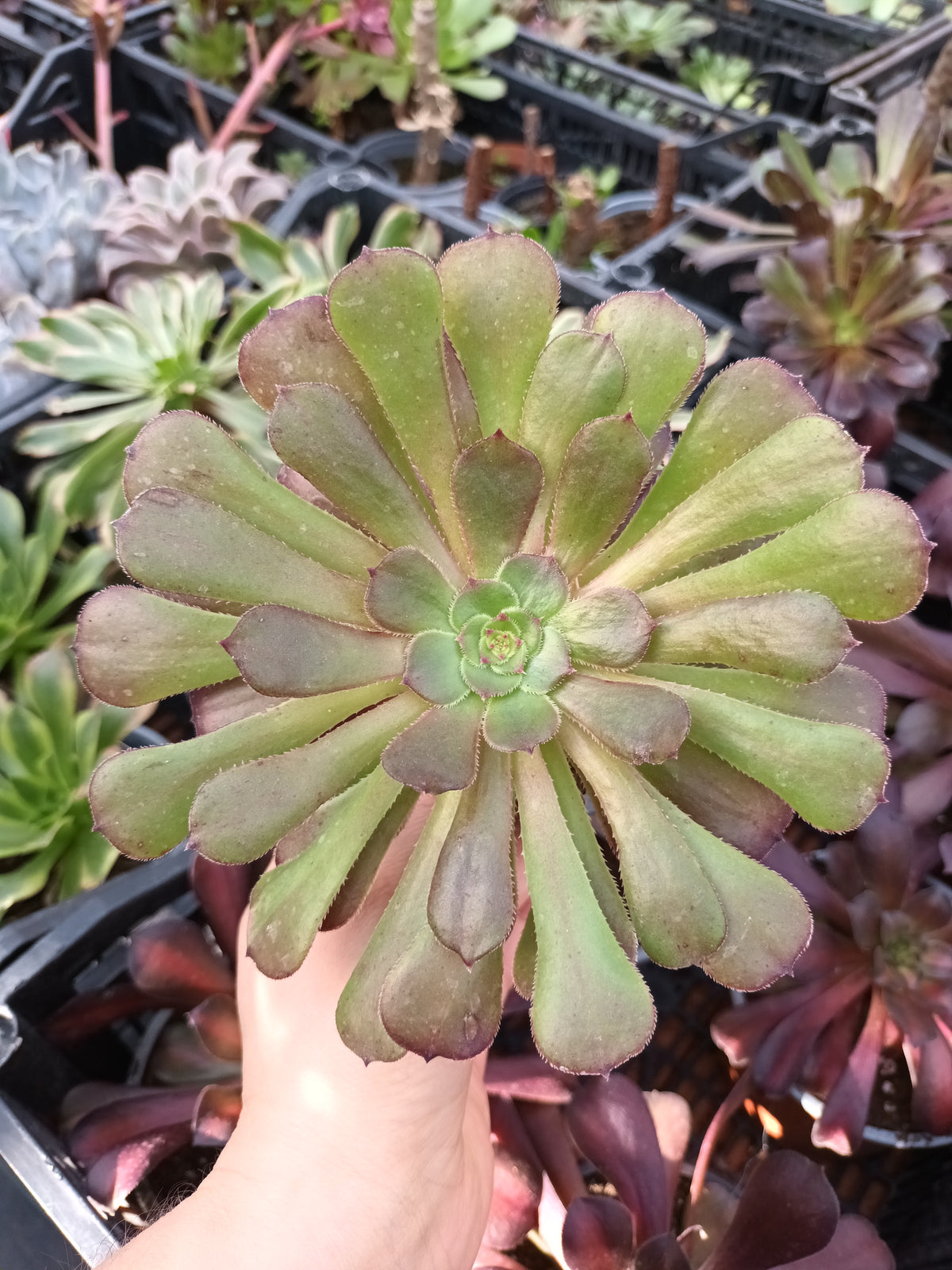 Aeonium Morticia