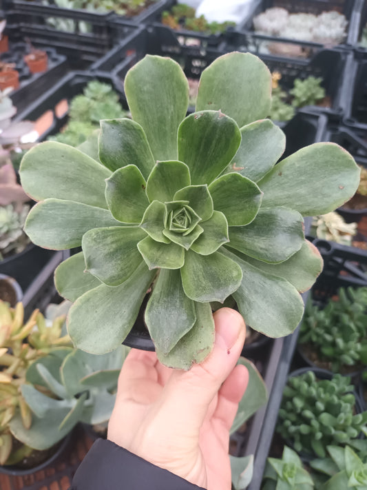 Aeonium orion