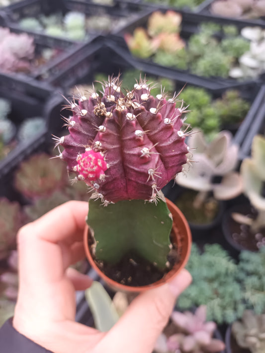 Gymnocalycium injertado