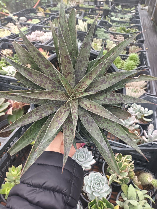 Mangave Pineaple Express