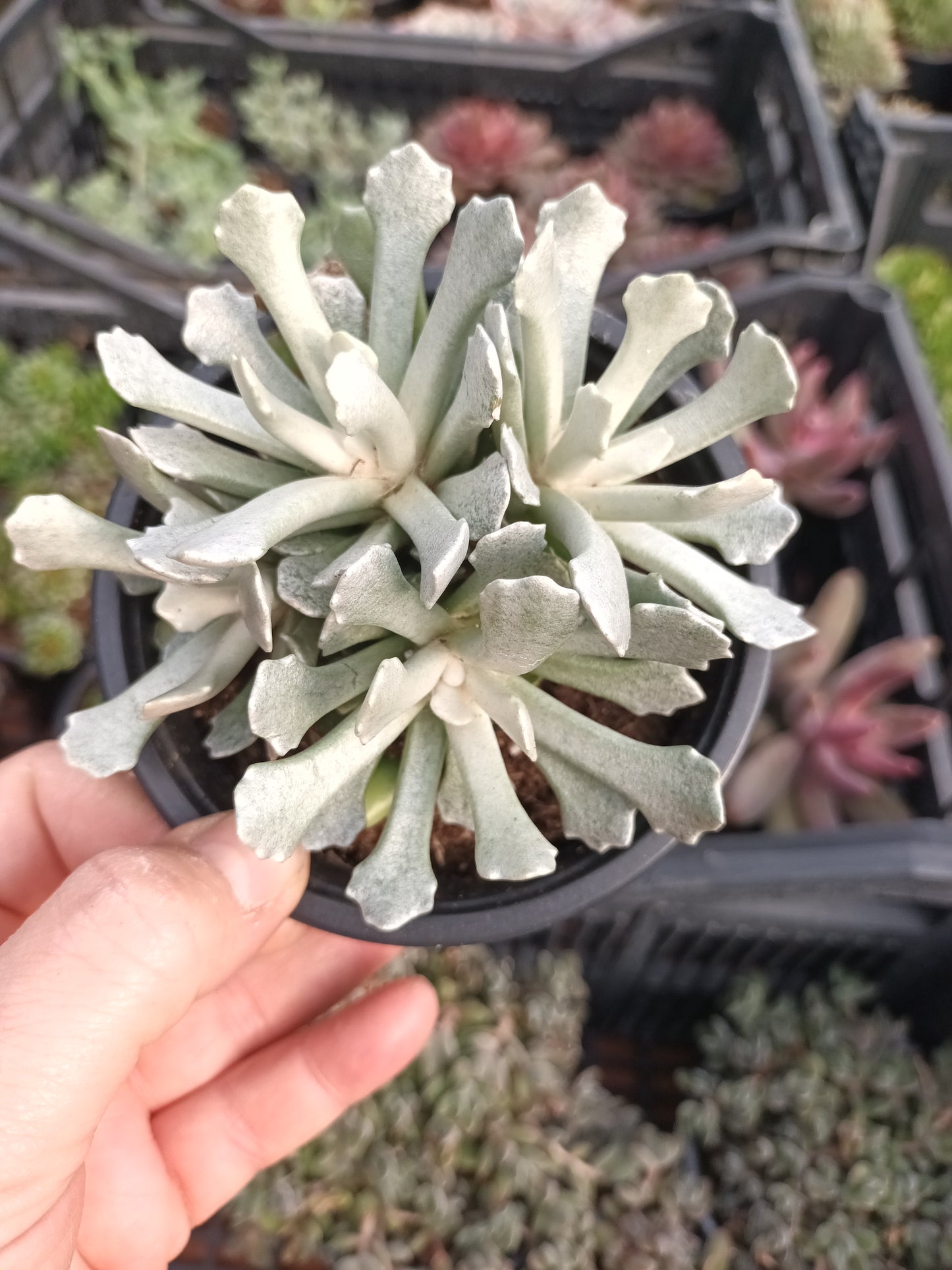 Senecio scaposus var.addoensis