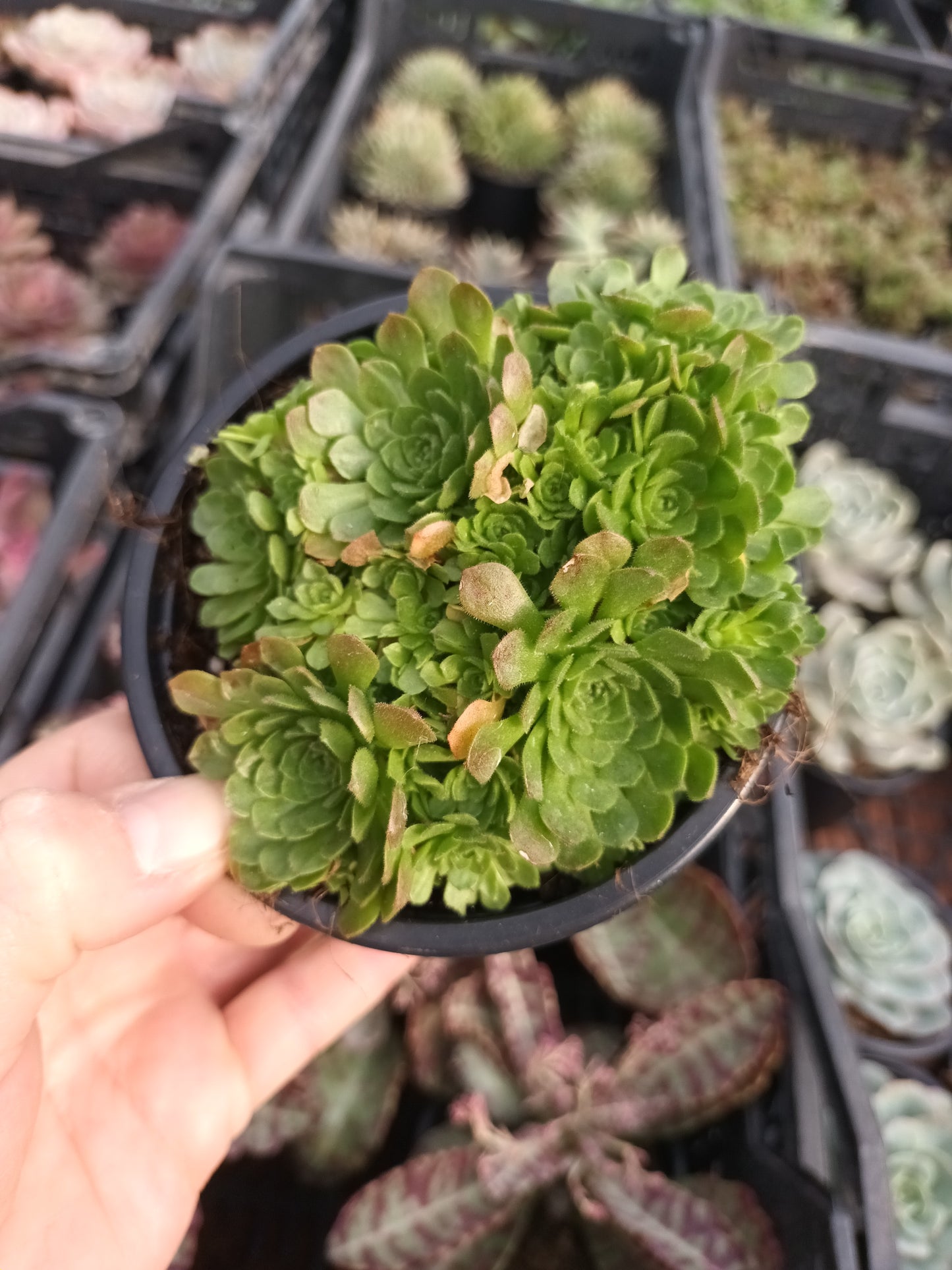 Rosularia chrysantha
