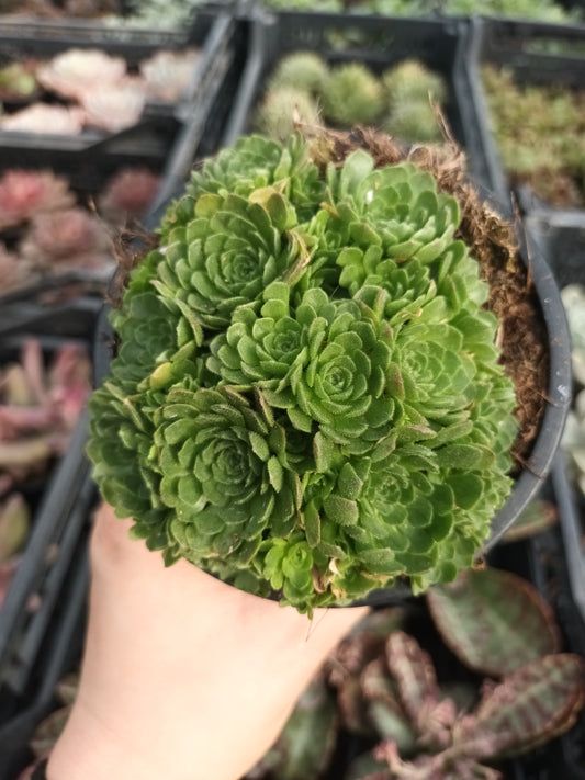 Rosularia chrysantha