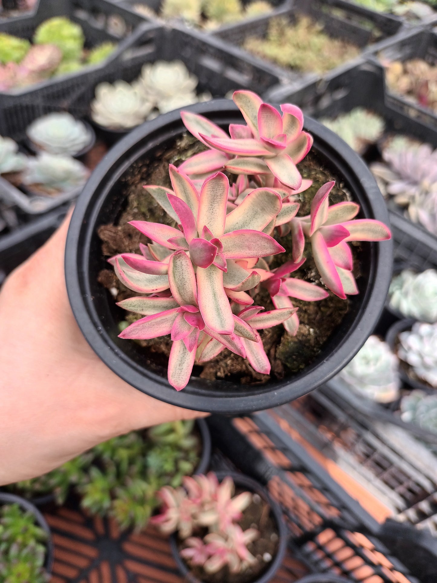 Crassula dejecta variegata