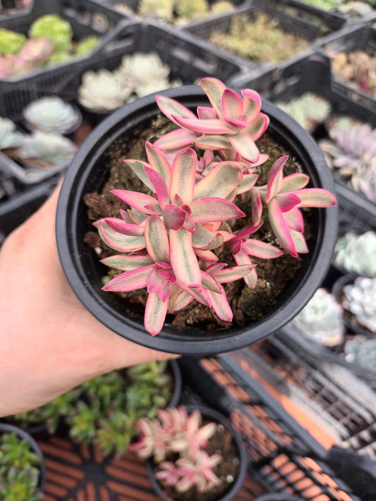 Crassula dejecta variegata