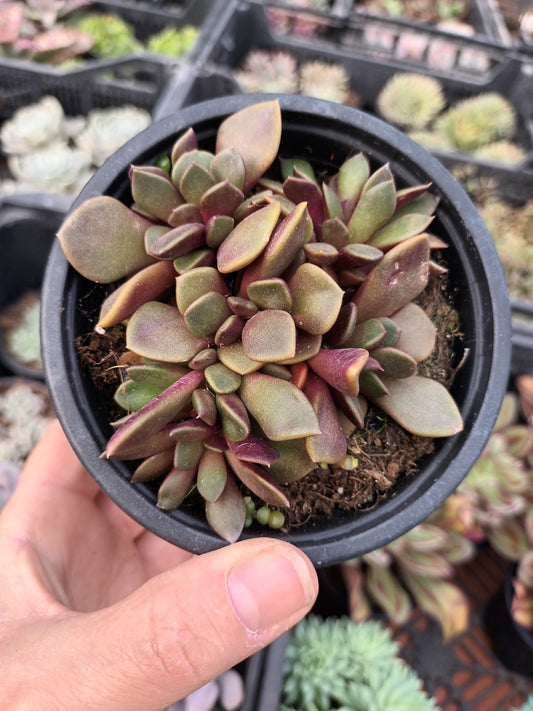 Anacampseros rubra