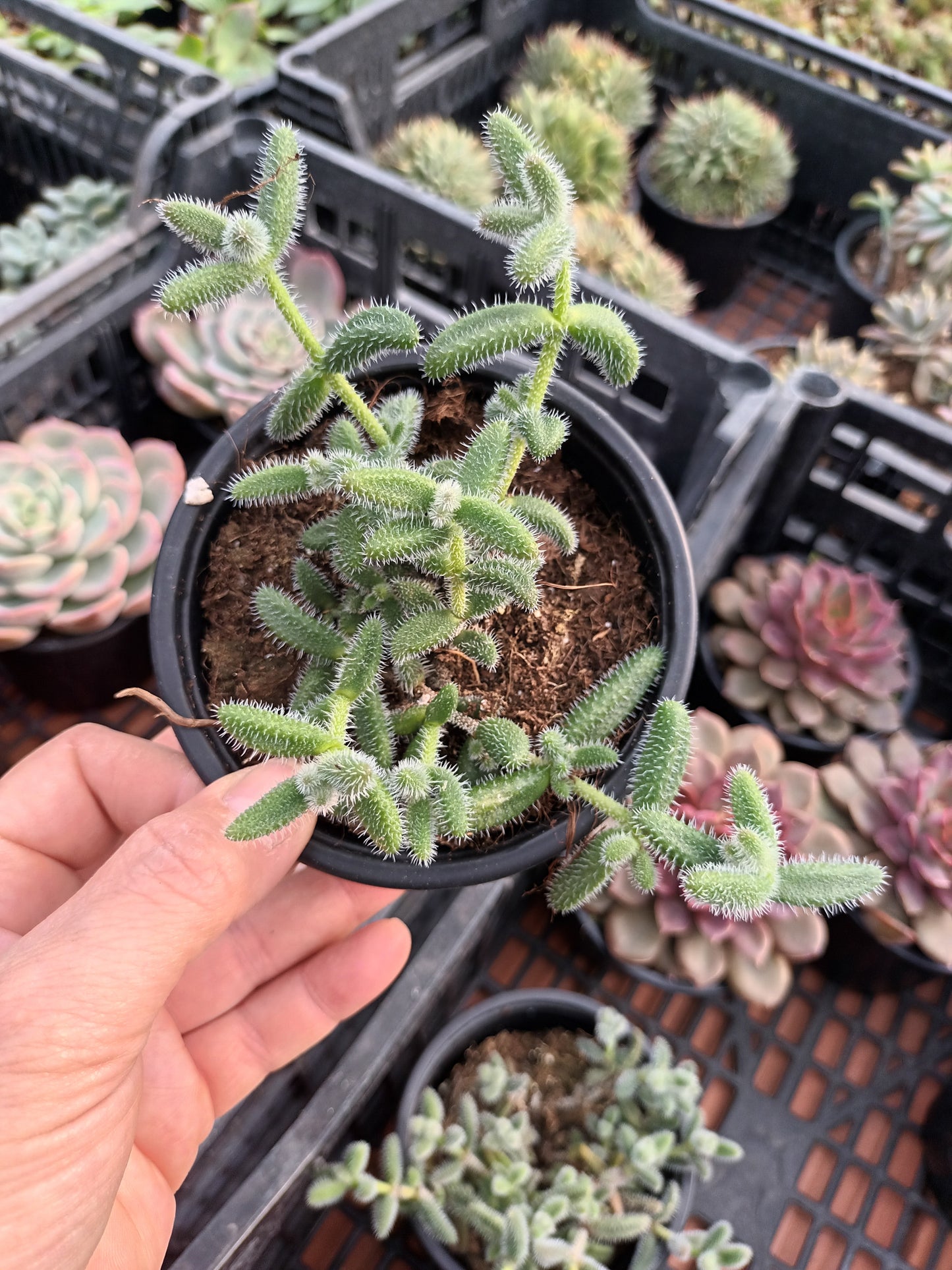 Delosperma echinatum