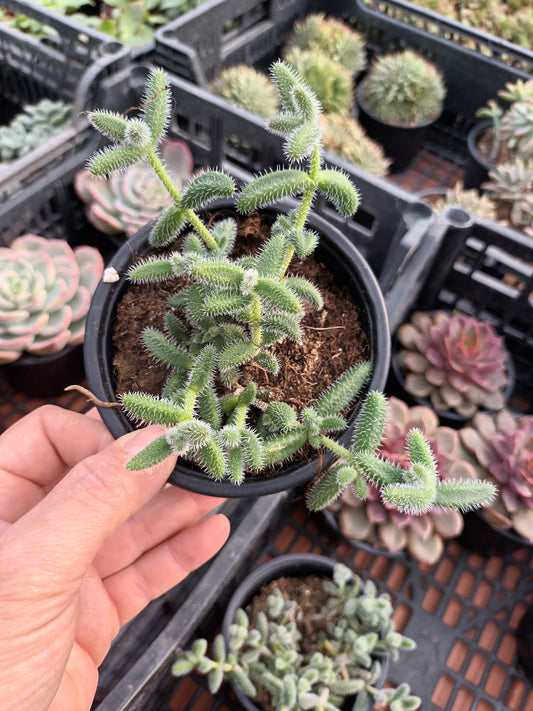 Delosperma echinatum