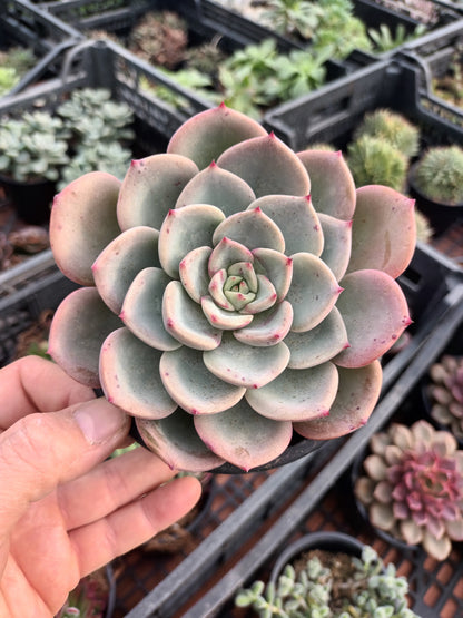 Echeveria Salmón
