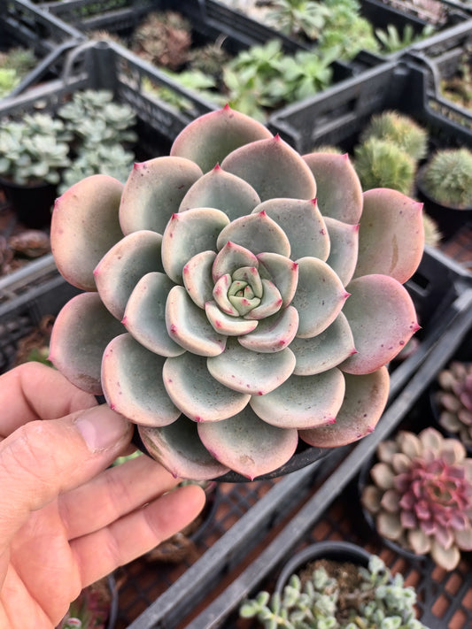 Echeveria Salmón