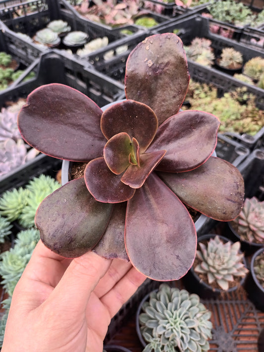 Echeveria mahogany rose