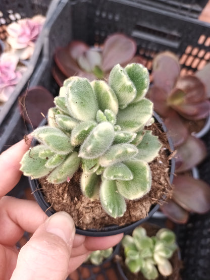Cotyledon tomentosa subs. ladismithiensis f. variegata