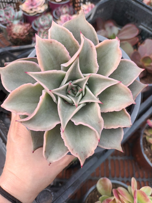 Echeveria Madiba