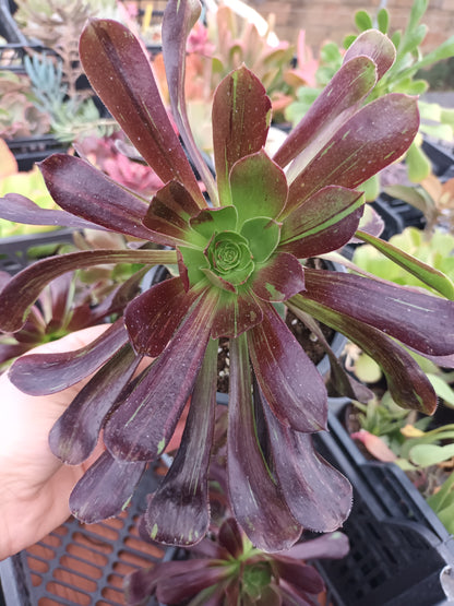 Aeonium Big Bang