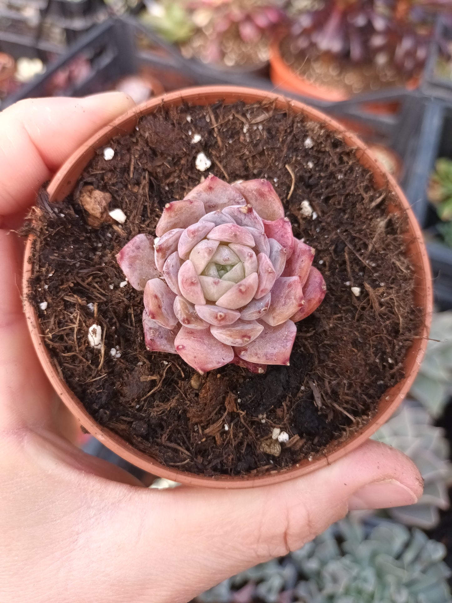 Echeveria amacing grace