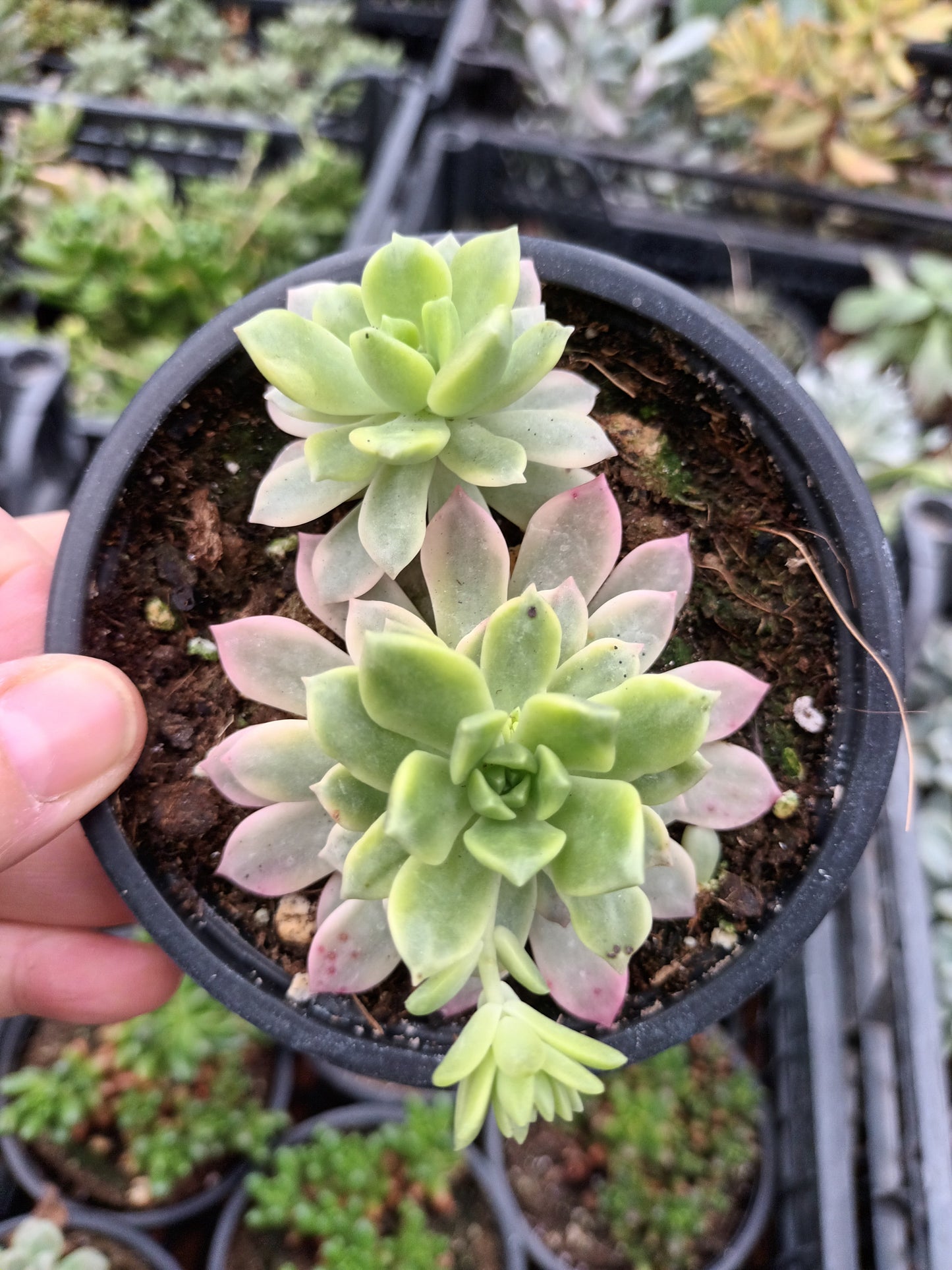 Echeveria Markus Variegata