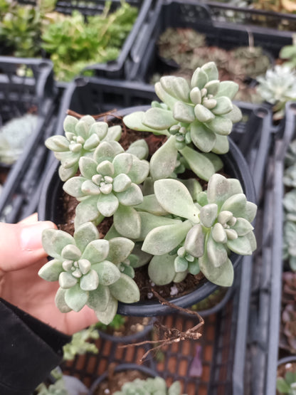 Graptopetalum mendozae