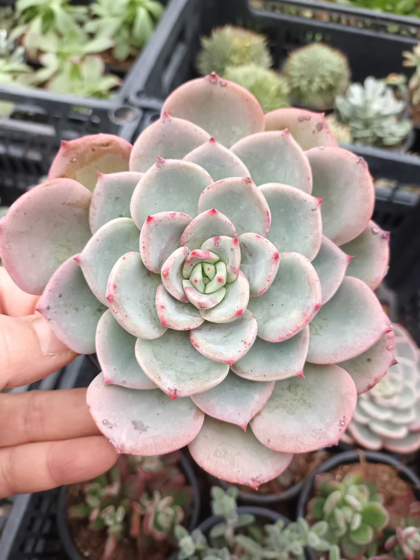 Echeveria Salmón