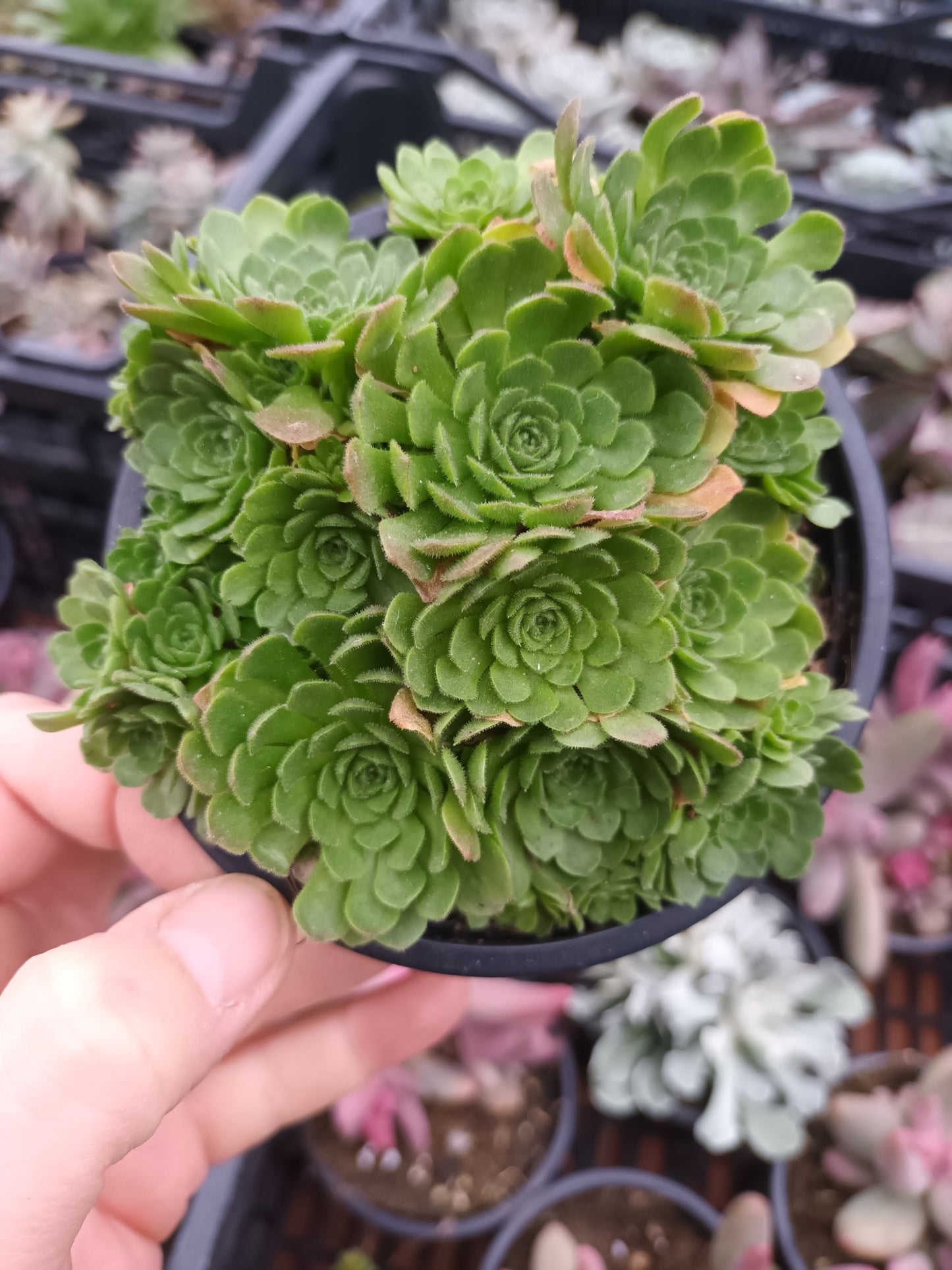 Rosularia chrysantha