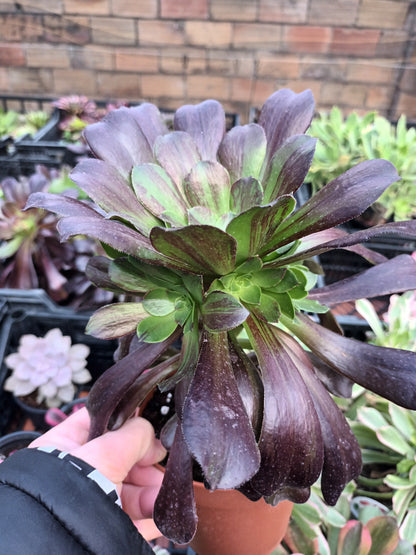 Aeonium Big Bang Plus CON HIJOS