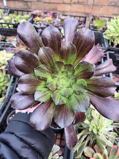 Aeonium Big Bang Plus CON HIJOS