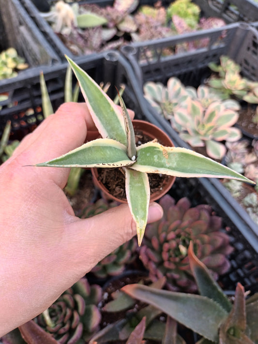 Agave guiengola f. marginata cv. Creme Brule