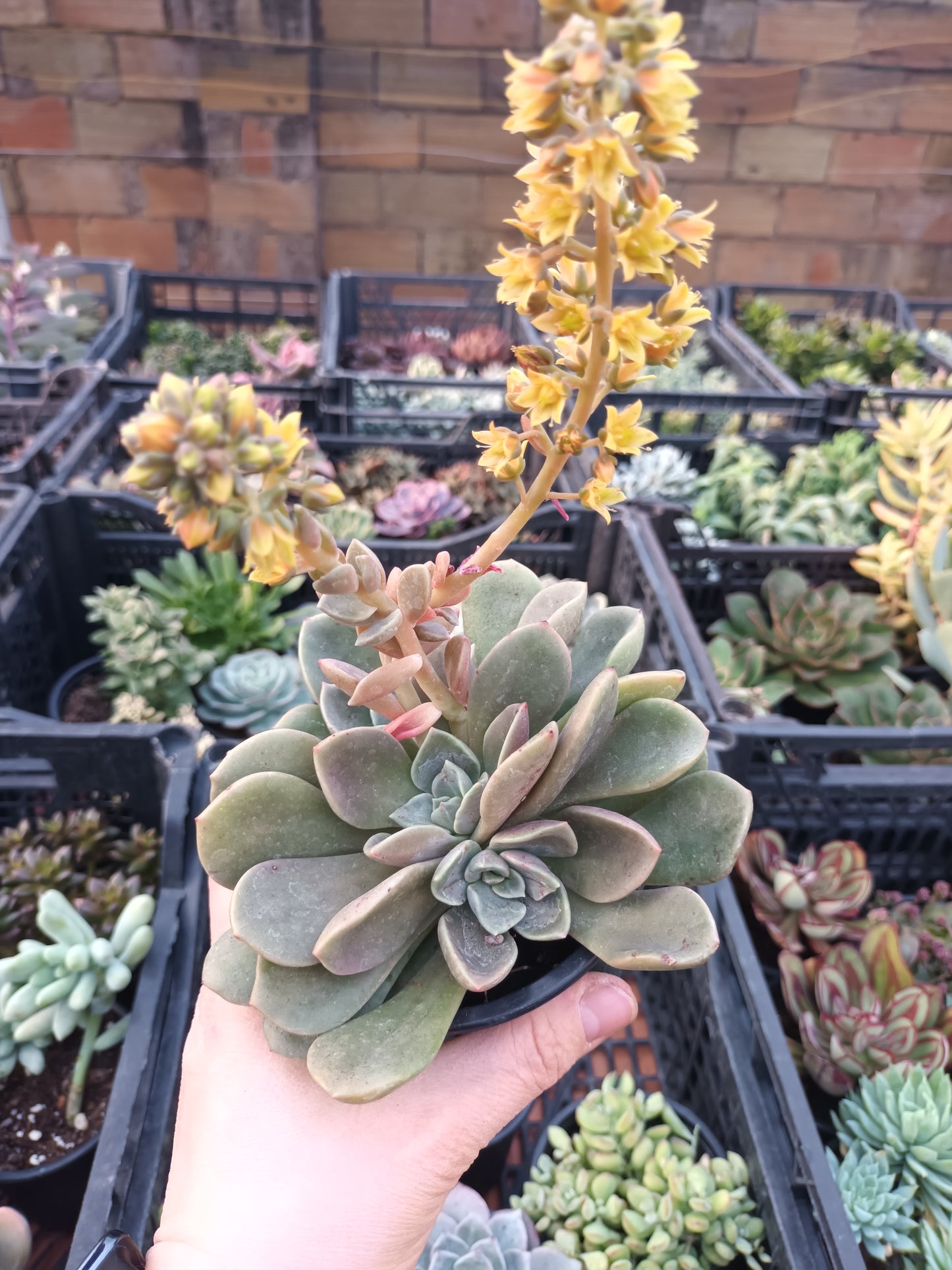 Echeveria Cremeria Ariadne