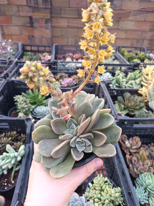 Echeveria Cremeria Ariadne
