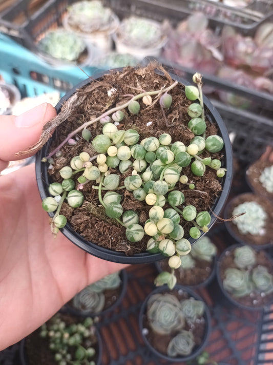 Senecio Rowelyanus Variegata