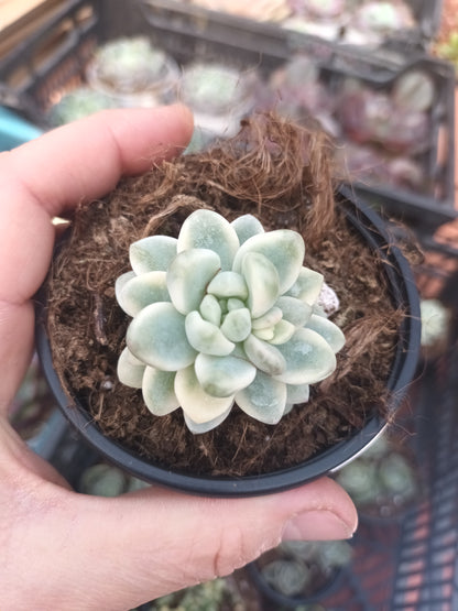 Sedum clavatum variegata