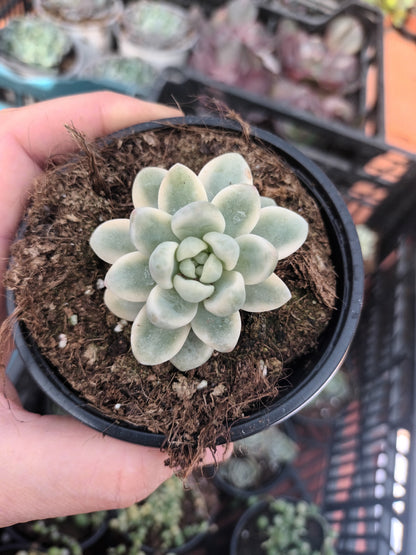 Sedum clavatum variegata