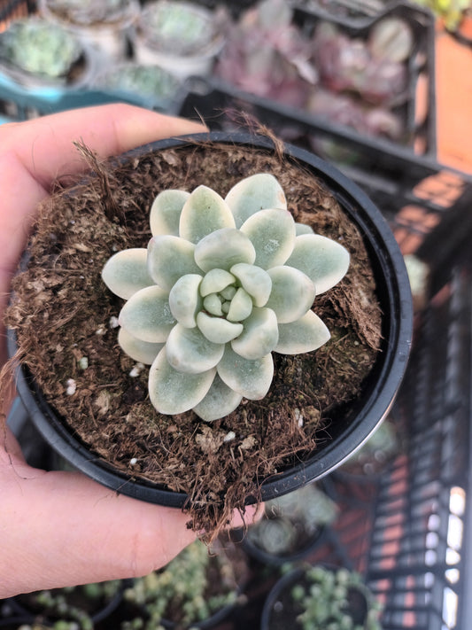 Sedum clavatum variegata