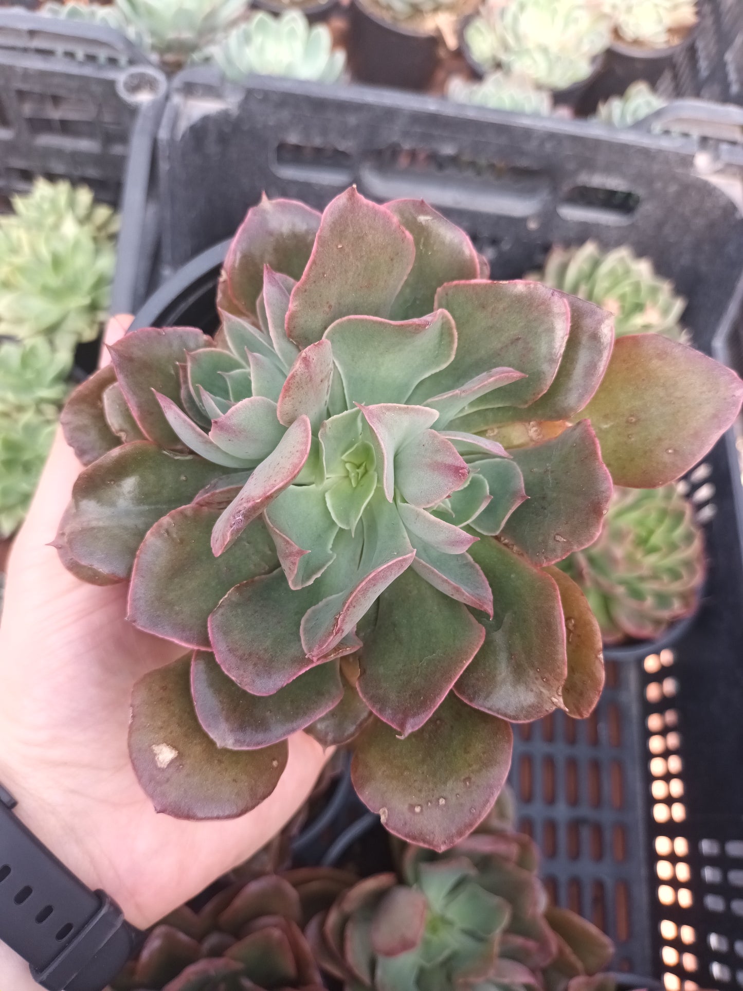 Echeveria Red Prince