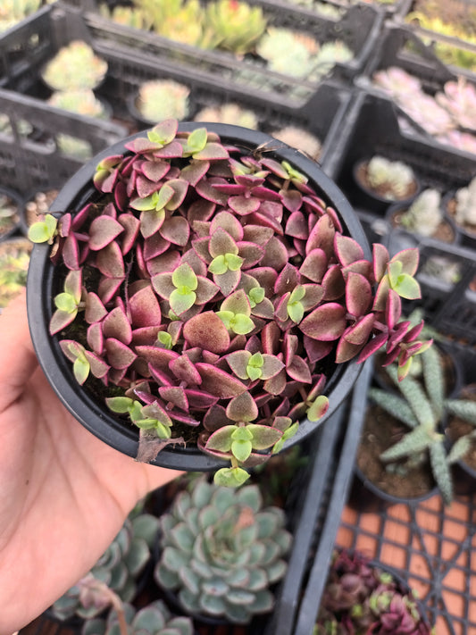 Crassula Pellucida Subsp. Marginalis Variegata