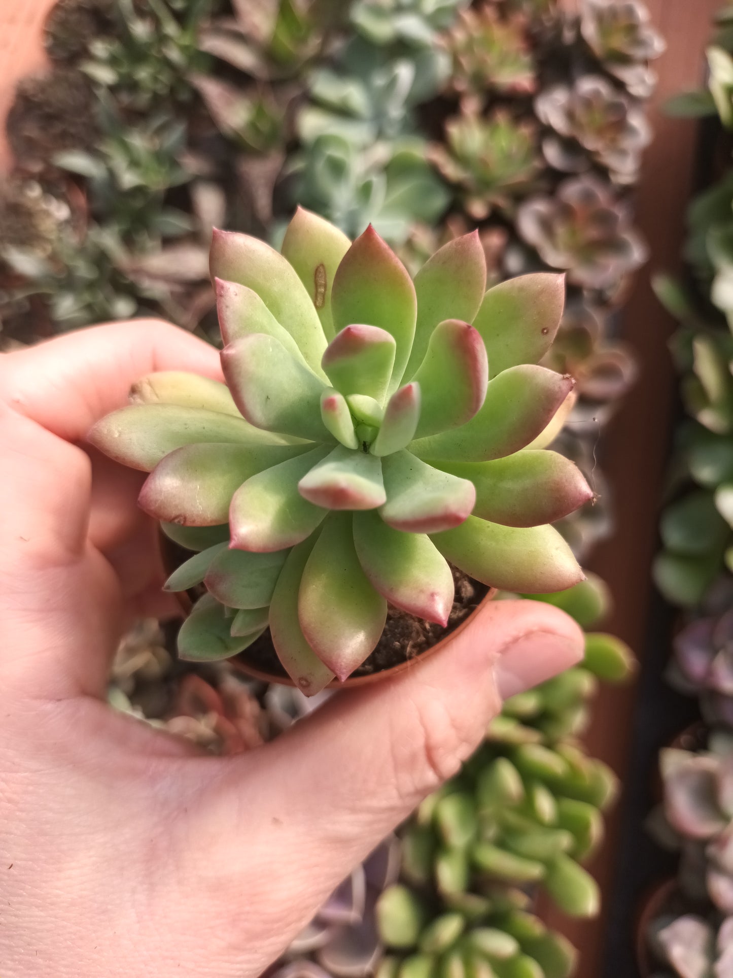 Echeveria minibelle